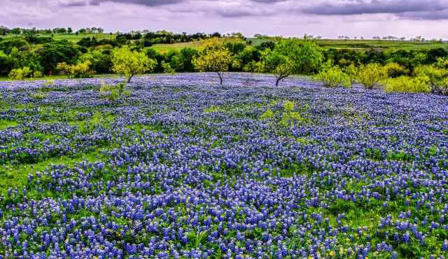 Huge bluebonnets field