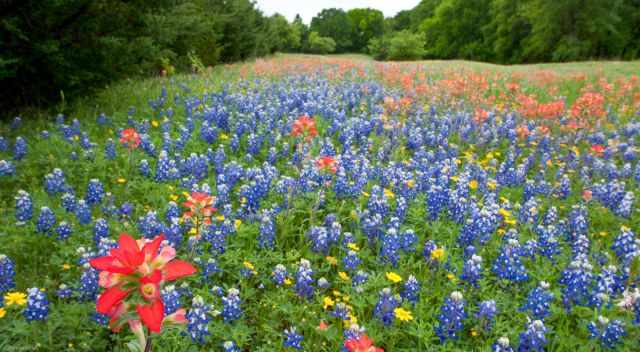 Bluebonnets and other wild flowers in full bloom