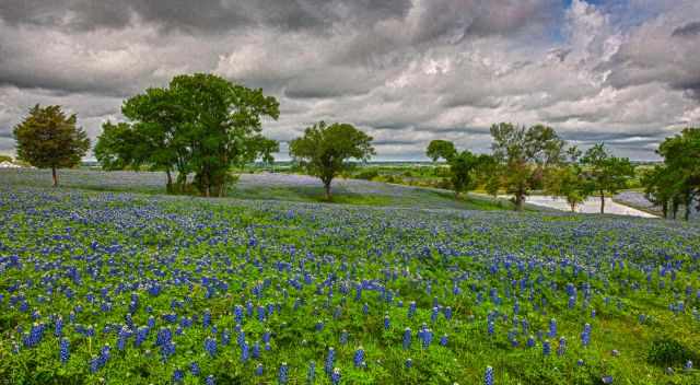 Tree patches in a bluebonnets field
