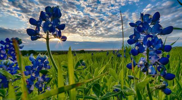 Bluebonnets and a partly cloudy sky with a little sunlight