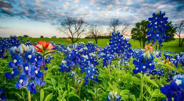 The first blue bonnets on a meadow