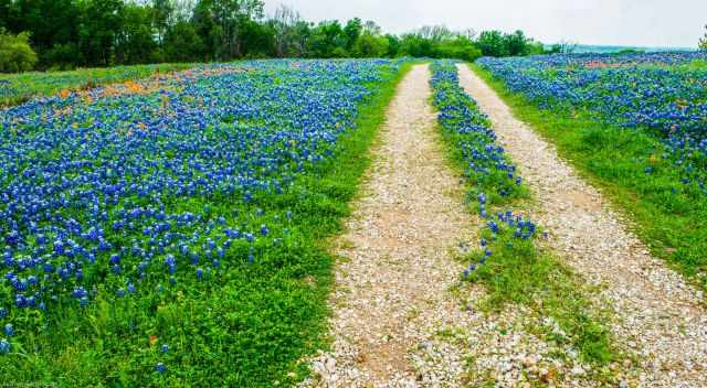 A gravel road with bluebonnets around