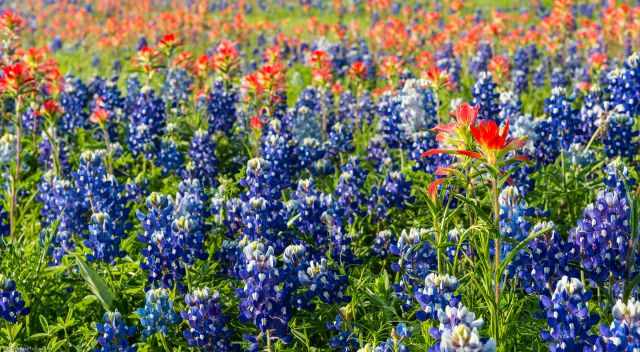 Bluebonnets and red flowers in the back