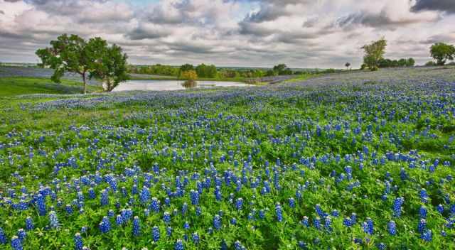 Field of bluebonnets in Ennis