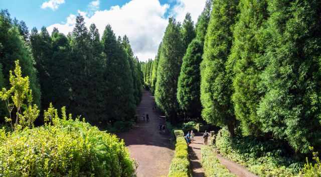 The track through the forest.