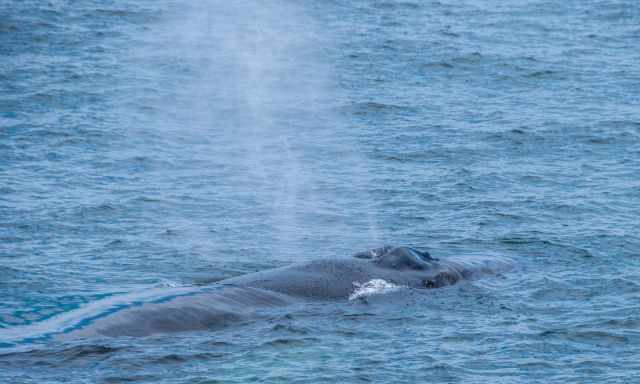 Humpback Whale close to the tour boat