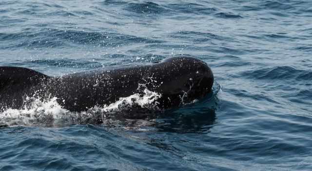 Pilot Whale