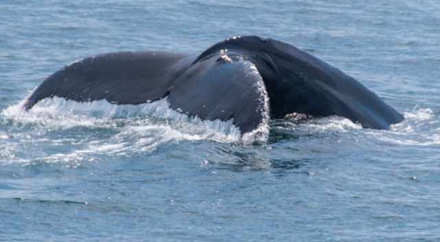 The fluke of a humpback