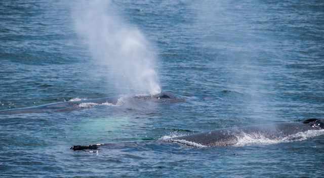 Two humpbacks blowing