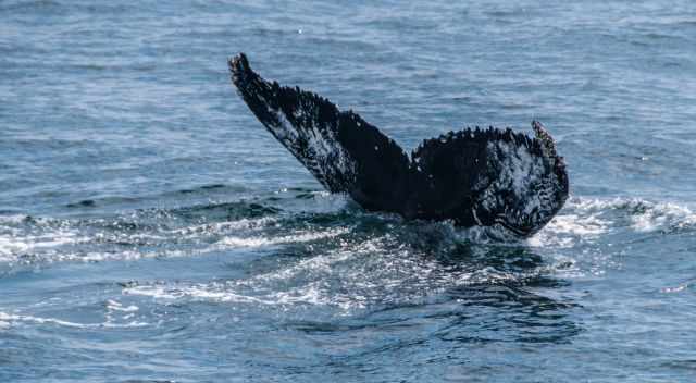 Humpback fluke the back side 