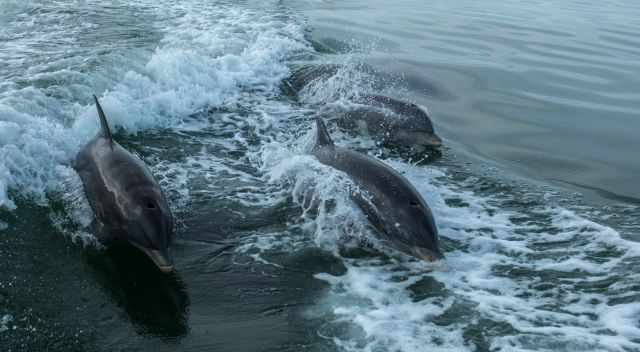 A pod of bottlenose dolphins