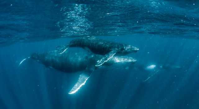 A humpback mom and her calf