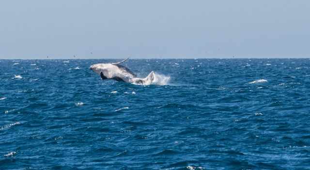 Breaching Humpback in the distance