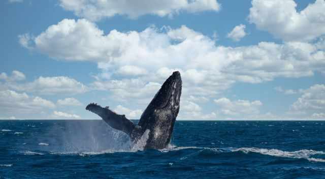 Humpback Breaching