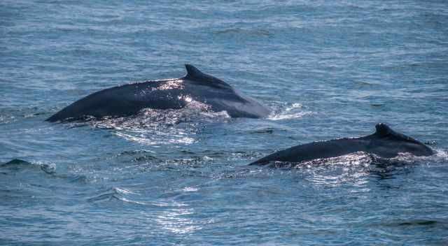 Two humpbacks
