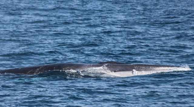 Finback Whales