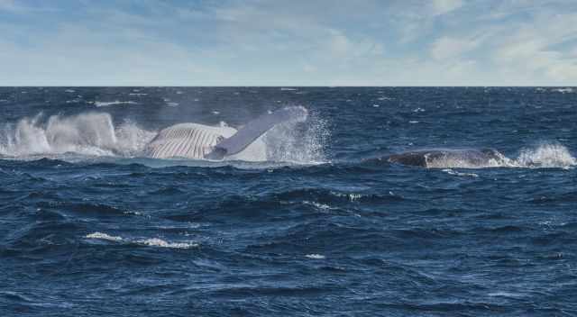 Two Humpback Whales breaching