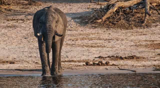Young Elephant drinking in Chobe River