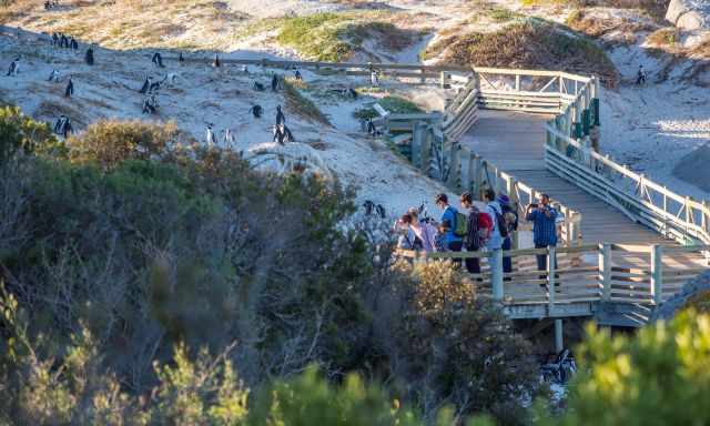 People on the boardwalk watching penguins.