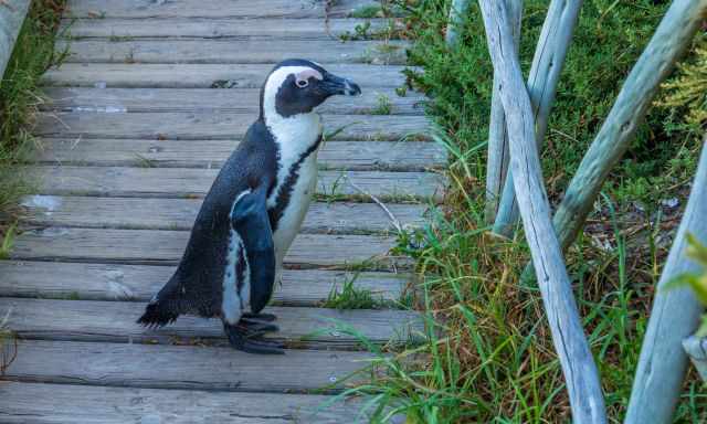 African penguin on the small path