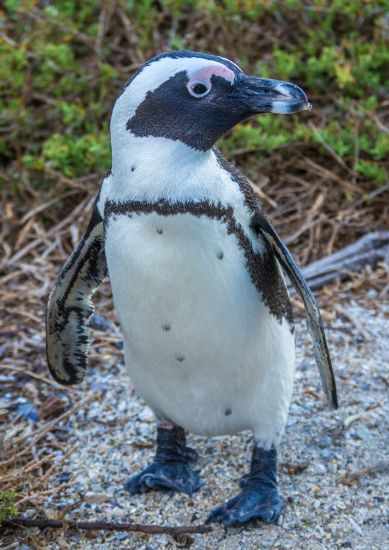 Penguin next to the walking path.