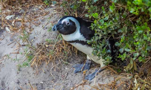 A penguin looking out of the bush