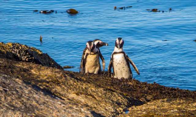 Three penguins coming out of the water.