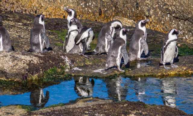 African penguins are reflected in the puddle