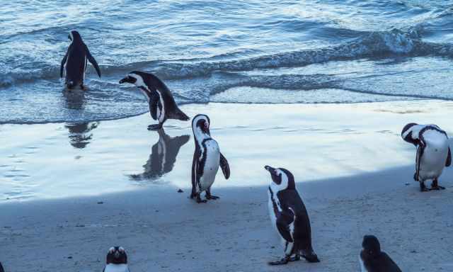 African Penguins reflecting at the beach in the evening light