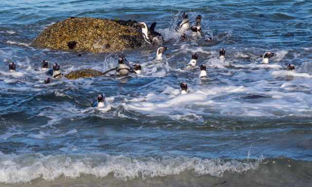 Penguins returning from the sea in the evening.