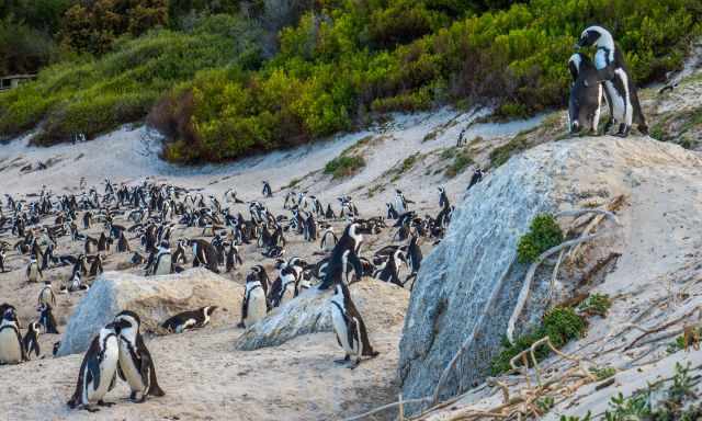 Foxy Beach is full of penguins.