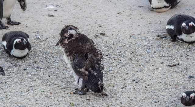 A molting South African Penguin