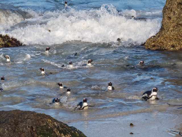 African penguins swimming and wading through the surf when the colony comes ashore in small groups from daily foraging trips.