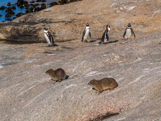African penguins and rock hyraxes sharing the granite rocks at Boulders Beach during golden hour, illuminated by warm coastal light.