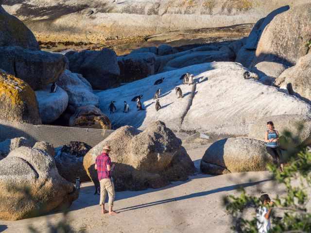 African penguins standing on granite boulders at the real Boulders Beach, where fewer penguins gather and visitors are allowed on the sand below.