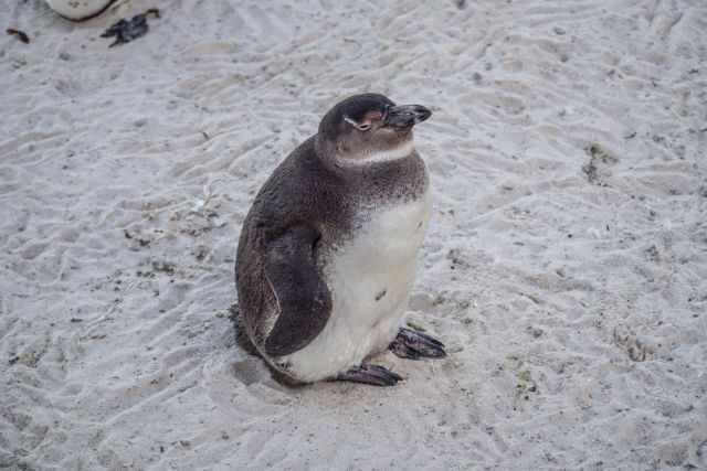 Juvenile African penguin standing on sandy ground at Boulders Beach, showing its smooth grey plumage before developing the adult black‑and‑white pattern.