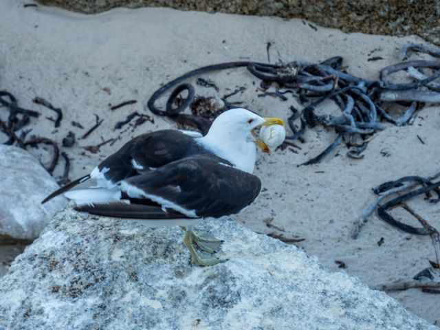 Kelp gull standing on a rock holding a penguin egg in its beak at Boulders Beach, a common predator behavior during the African penguin breeding season.