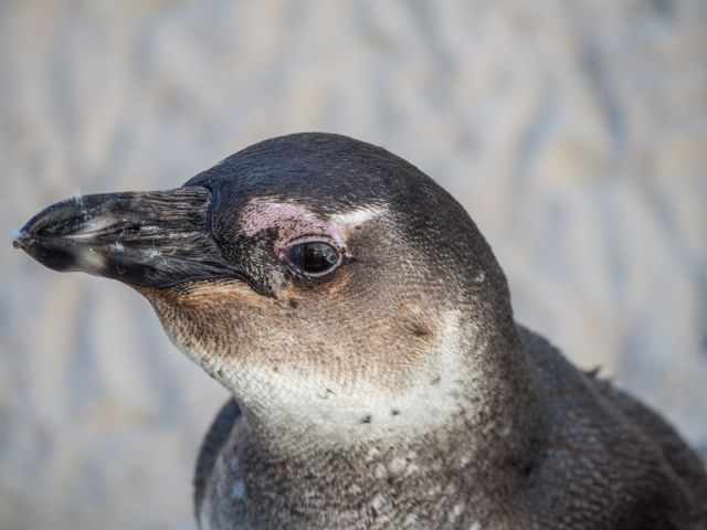 Close‑up of an African penguin at Boulders Beach, showing the detailed grey juvenile plumage and sandy coastal background.