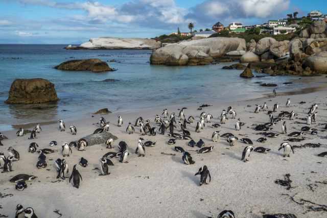 African penguins scattered across the sandy beach at Boulders Beach, with turquoise water, granite boulders, and hillside houses in the background.
