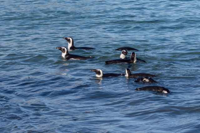 African penguins swimming together in the ocean at Boulders Beach.