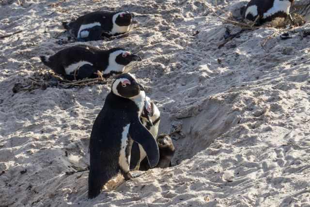 A penguin couple and her fluffy young chick in the burrow.