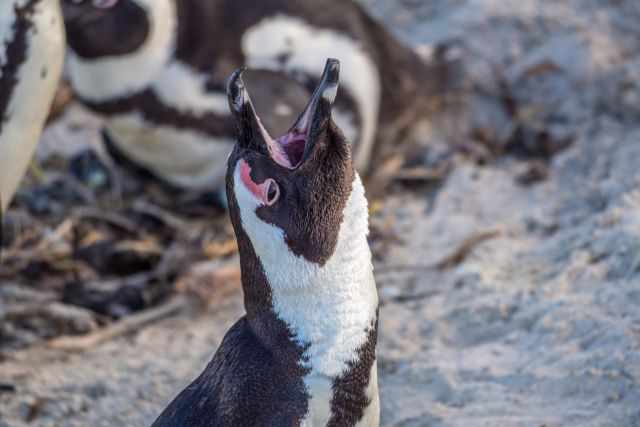 African penguin calling loudly with its beak wide open, showing the distinctive donkey‑like bray that gave the species its former nickname “jackass penguin."
