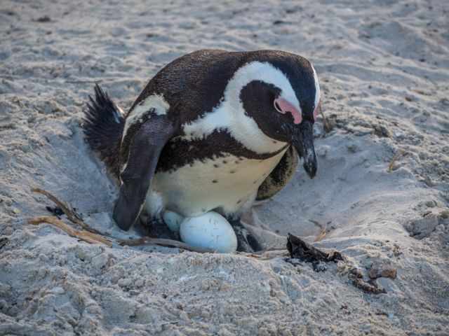 African penguin incubating two eggs in a sandy nest at Boulders Beach.