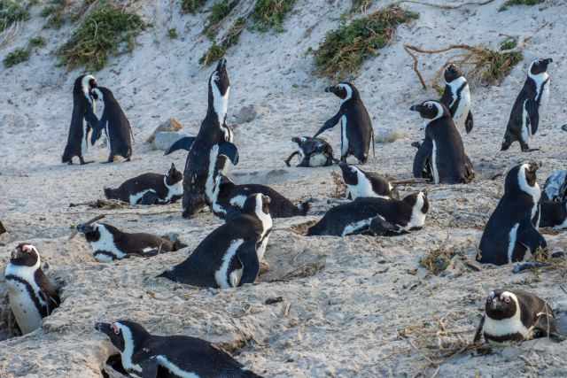 This group is a mix of resting adults and breeding pairs near their burrows. The shallow depressions in the sand are nesting sites.