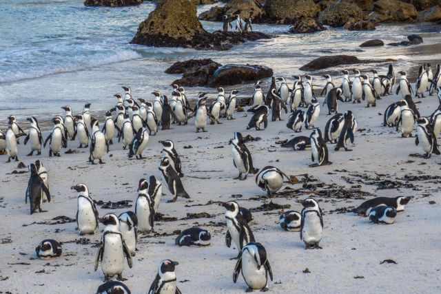African penguins resting on the sandy beach at Boulders Beach after returning from their daily foraging trips, surrounded by seaweed and coastal rocks.