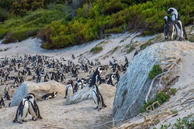 Large colony of African penguins on the sandy beach at Foxy Beach, with birds resting, walking, and interacting among rocks and coastal vegetation.