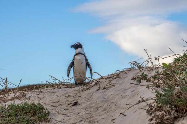 African penguin standing on a sandy dune at Boulders Beach during golden hour, surrounded by sparse coastal vegetation under a bright blue sky.