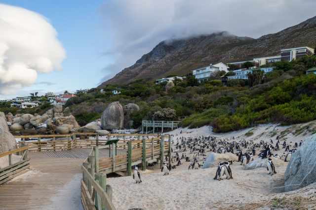African penguins on the sandy beach below the Boulders boardwalk, with granite boulders, coastal vegetation, hillside houses, and a cloud‑covered mountain in the background.
