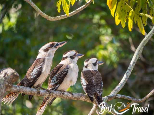 Three kookaburras sitting on a branch.