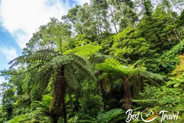 Huge fern trees like in New Zealand